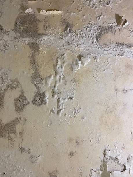 Mold Removal Process in Montgomery, IN