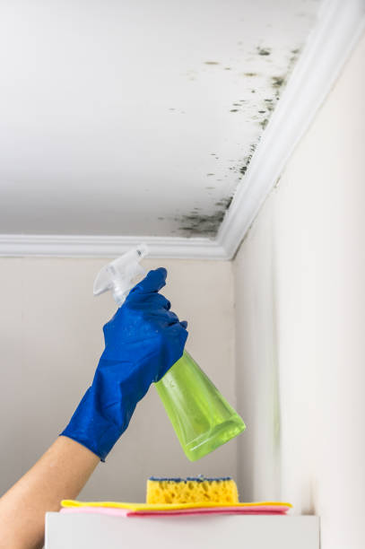 Professional Mold Removal in Montgomery, IN